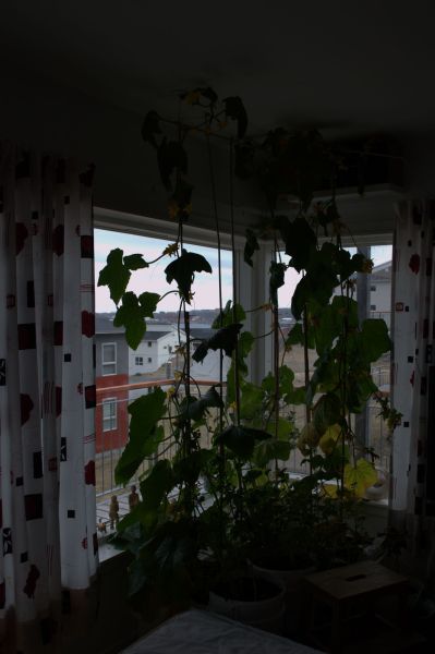 2014-06-03-1202_-_Agurkeplante_Gode_1_Kartofelspande