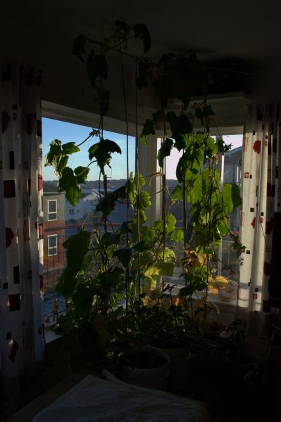 2014-06-09-2204_-_Agurkeplante_Kartofelspande