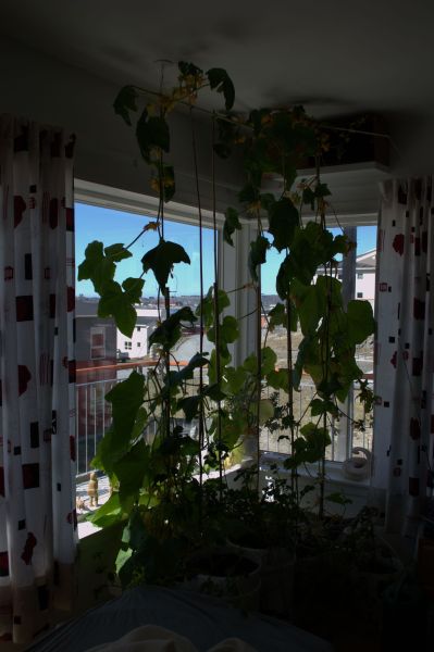 2014-06-13-1232_-_Agurkeplante_Kartofelspande