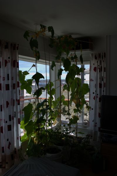 2014-06-17-1259_-_Agurkeplante_Kartofelspande