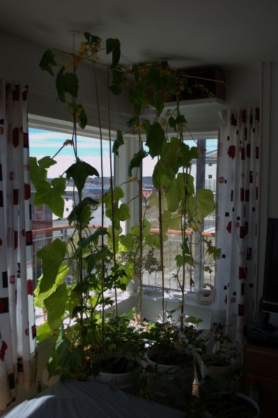 2014-06-23-1333_-_Agurkeplante_Kartofelspande