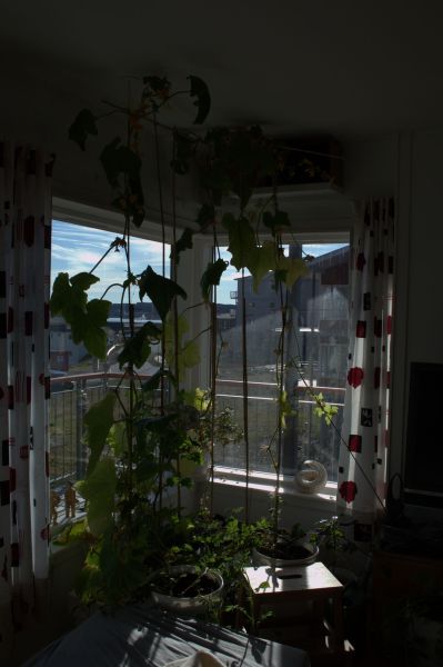 2014-07-06-1936_-_Agurkeplante_Kartofelspande