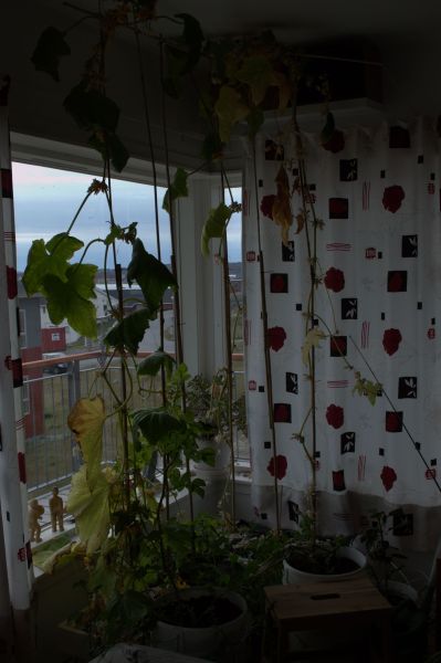 2014-07-20-1614_-_Agurkeplante