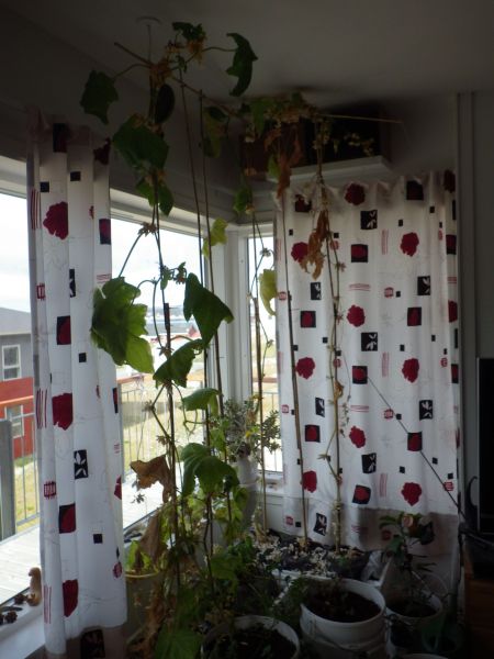 2014-08-06-0907_-_Agurkeplante_Kartofelspande