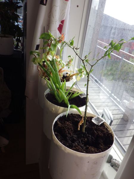 2014-08-24-1731_-_Planter