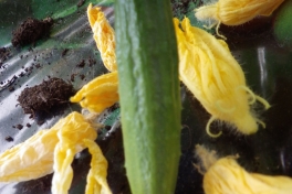 2014-04-27-0853_-_Agurkeplante_Kartoffelspande_Planter