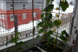 2014-04-27-0854_-_Agurkeplante_Kartoffelspande_Planter
