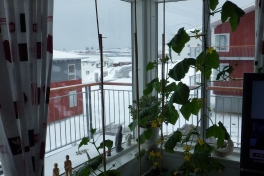 2014-04-28-1548_-_Agurkeplante_Kartoffelspande_Planter
