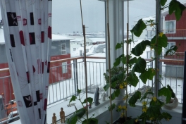 2014-04-28-1548_-_Agurkeplante_Kartoffelspande_Planter_2