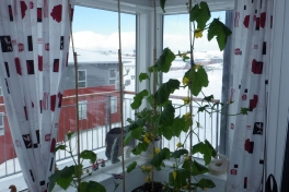 2014-04-29-0822_-_Agurkeplante_Kartofelspande_Planter