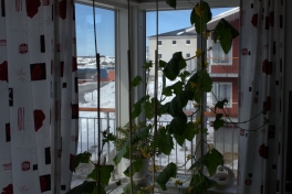 2014-04-30-1207_-_Agurkeplante_Kartofelspande_Planter
