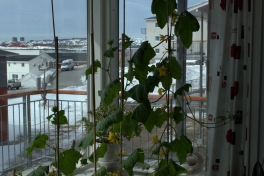 2014-05-01-1257_-_Agurkeplante_Kartofelspande_Planter