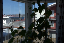 2014-05-05-1035_-_Agurkeplante_Kartofelspande_Planter
