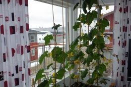 2014-05-08-0904_-_Agurkeplante_Kartofelspande_Planter