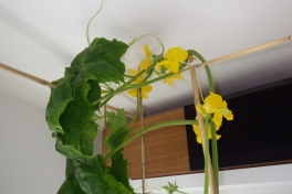2014-05-08-0905_-_Agurkeplante_Planter