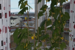 2014-05-21-0820_-_Agurkeplante_Kartofelspande