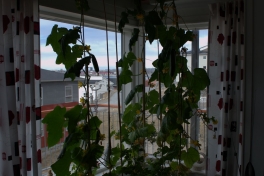2014-05-27-1130_-_Agurkeplante_Kartofelspande
