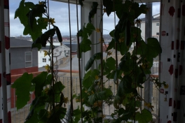 2014-05-27-1130_-_Agurkeplante_Kartofelspande_2