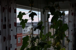 2014-06-03-1202_-_Agurkeplante_Gode_1_Kartofelspande