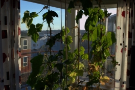 2014-06-09-2204_-_Agurkeplante_Kartofelspande