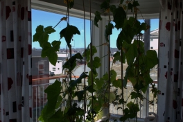 2014-06-13-1232_-_Agurkeplante_Kartofelspande