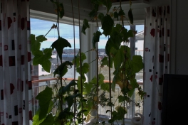 2014-06-17-1259_-_Agurkeplante_Kartofelspande