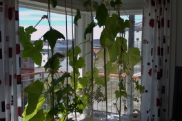 2014-06-23-1333_-_Agurkeplante_Kartofelspande
