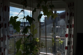2014-07-06-1936_-_Agurkeplante_Kartofelspande