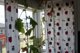 2014-08-06-0907_-_Agurkeplante_Kartofelspande