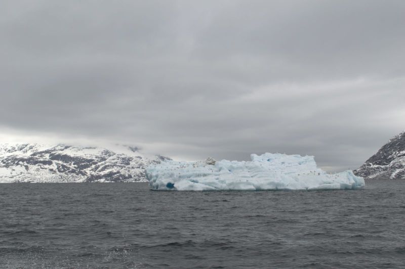 2015-05-23-1323_-_Gode_1__Iskosse