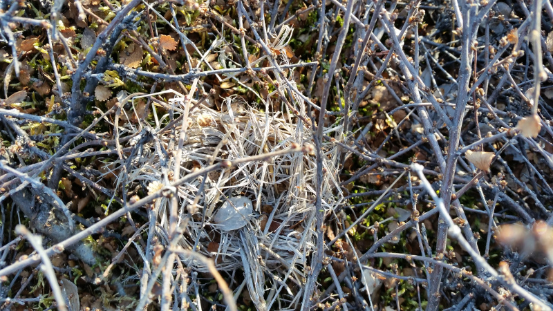 2015-05-24-1923_-_Fuglerede__Gode_1