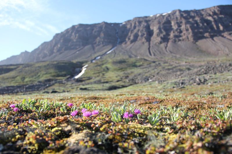 2015-06-27-1913_-_Vegetation