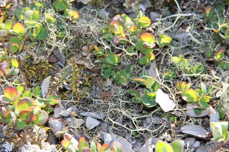 2015-06-27-1917_-_Vegetation