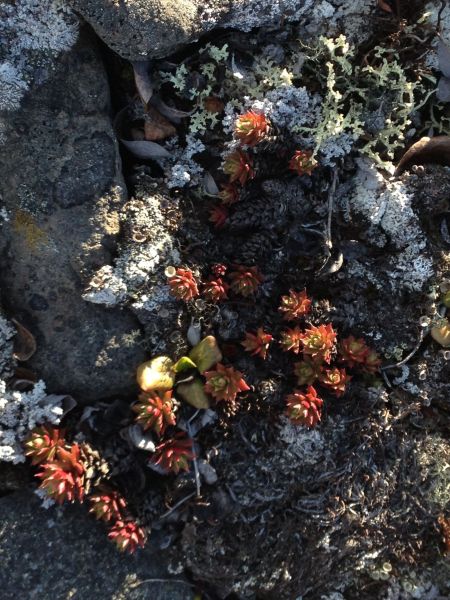 2015-06-27-2046_-_Vegetation