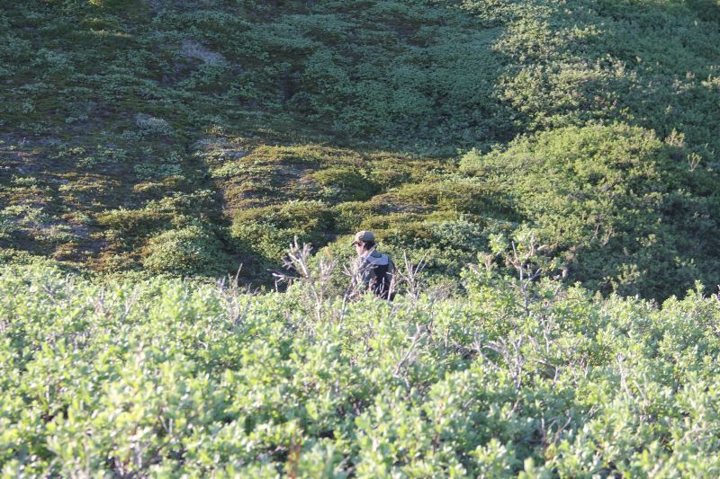 2015-06-29-1940_-_Vegetation