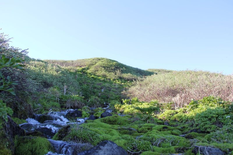 2015-06-29-1941_-_Vegetation