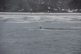 2015-06-23-1307_-_Fugl__Havlit