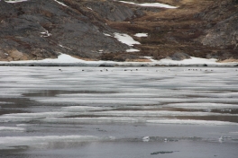 2015-06-23-1307_-_Fugl__Maege