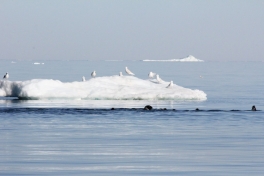 2015-06-29-1830_-_Amisut__Maage