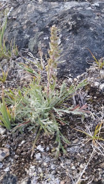 2015-08-18-2009_-_Vegetation_2