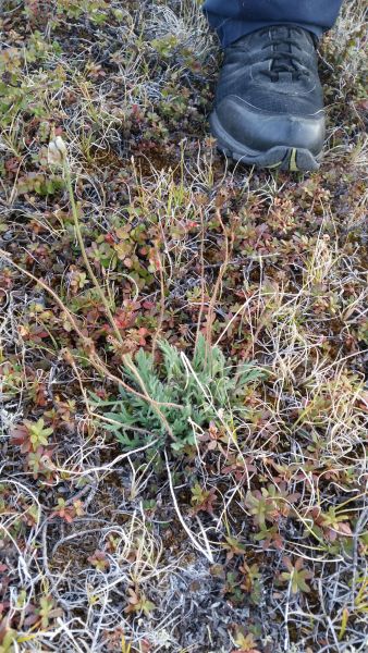 2015-08-18-2018_-_Vegetation