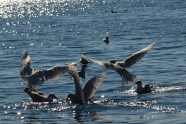 2015-08-23-1536_-_Maage_2