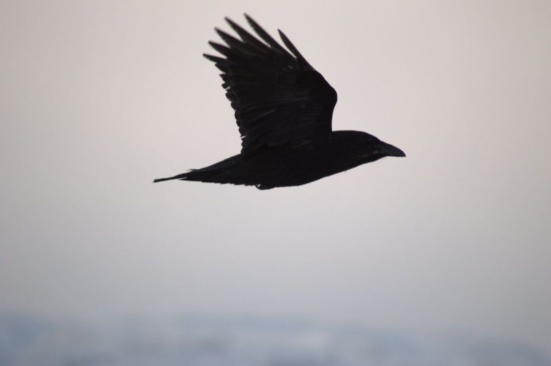 2015-03-05-0856_-_Ravn