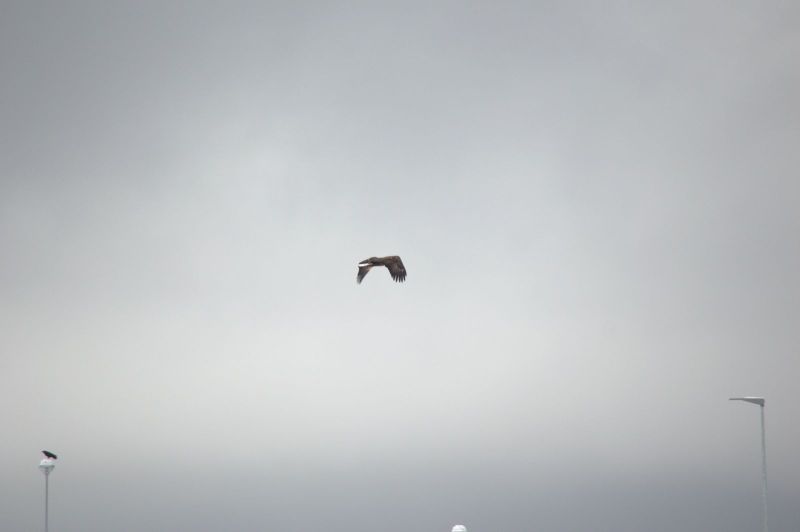 2015-03-22-0919_-_Havoern