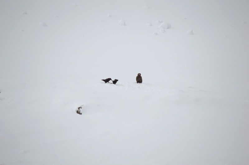 2015-03-22-0920_-_Havoern_Ravn