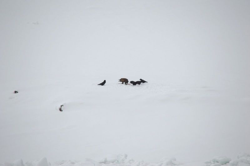 2015-03-22-0922_-_Havoern_Ravn