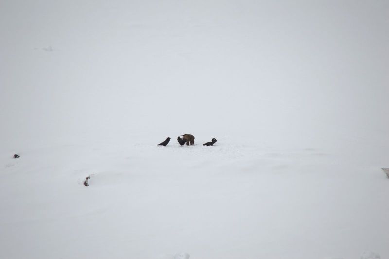 2015-03-22-0922_-_Havoern_Ravn_2