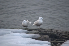 2015-03-05-0858_-_Maage