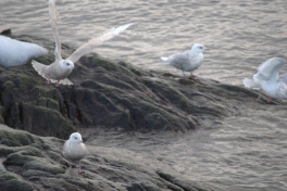 2015-03-05-0900_-_Maage