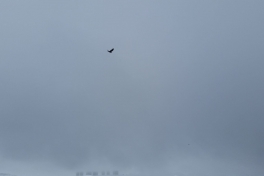 2015-03-21-1159_-_Ravn